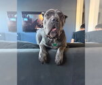 Small #5 Mutt