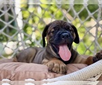 Small #2 Cane Corso