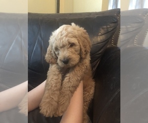 Goldendoodle Puppy for sale in ALEXANDER, AR, USA