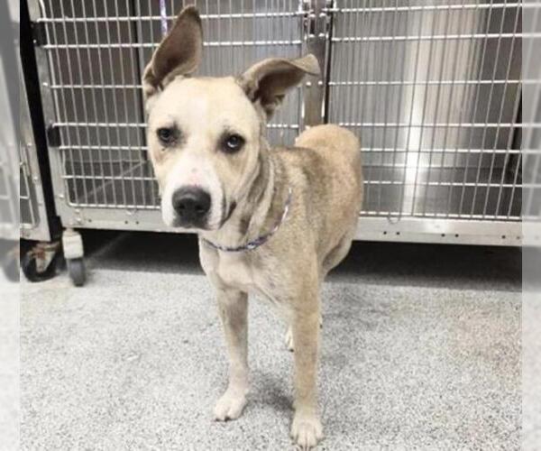 Medium Photo #2 Mutt Puppy For Sale in Houston, TX, USA