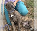 Small #3 Boxer Mix
