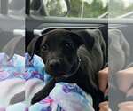 Small #4 Labrador Retriever Mix