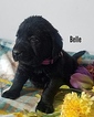 Small Photo #4 Labrador Retriever Puppy For Sale in CATO, NY, USA