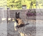 Small Photo #1 German Shepherd Dog Puppy For Sale in HEGINS, PA, USA