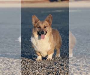 Father of the Pembroke Welsh Corgi puppies born on 07/24/2022