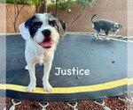 Small #5 Border Terrier Mix