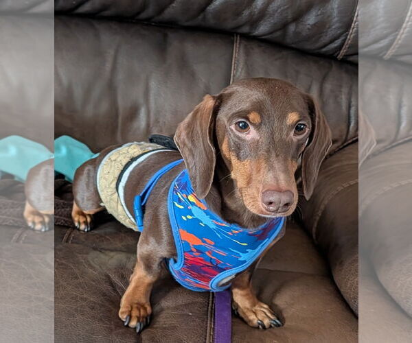 Medium Photo #2 Dachshund Puppy For Sale in Sioux Falls, SD, USA