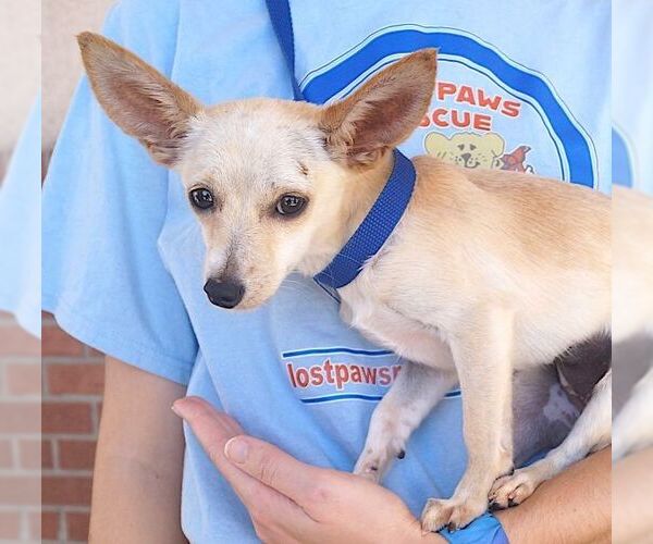 Medium Photo #2 Chihuahua Puppy For Sale in Carrollton, TX, USA