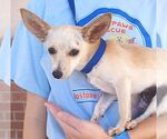 Small #1 Chihuahua