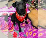 Small #1 American Pit Bull Terrier Mix