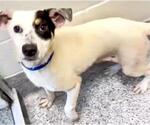Small #1 Mutt