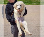 Small #2 Great Pyrenees
