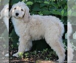 Small Photo #4 Goldendoodle Puppy For Sale in FREDERICKSBURG, OH, USA