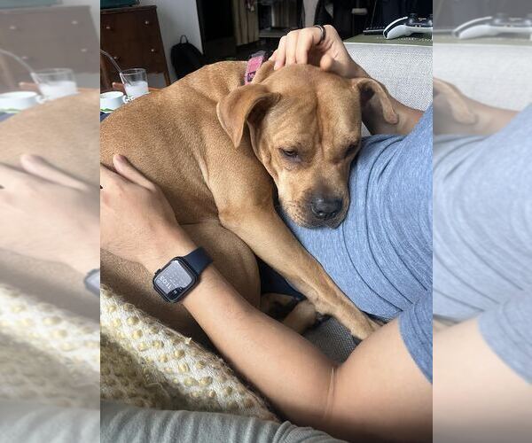 Medium Photo #3 Mutt Puppy For Sale in Tenafly, NJ, USA