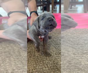 Cane Corso Puppy for sale in ALBUQUERQUE, NM, USA