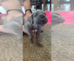 Small Photo #1 Cane Corso Puppy For Sale in ALBUQUERQUE, NM, USA
