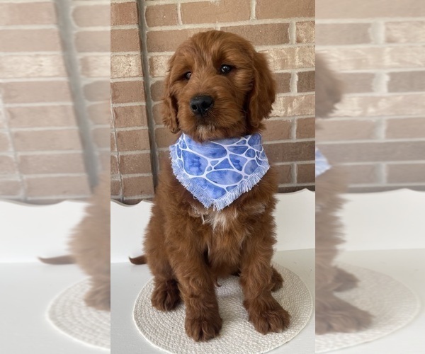 Medium Photo #1 Goldendoodle Puppy For Sale in WOODBURN, IN, USA