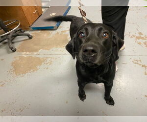 Labrador Retriever-Unknown Mix Dogs for adoption in Ocala, FL, USA