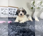 Small #4 Miniature Bernedoodle