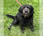 Small #3 Miniature Schnauzer Mix
