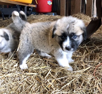 Medium Photo #2 Anatolian Shepherd-Great Pyrenees Mix Puppy For Sale in ROBSTOWN, TX, USA