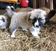 Small Photo #2 Anatolian Shepherd-Great Pyrenees Mix Puppy For Sale in ROBSTOWN, TX, USA