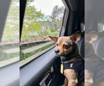 Small Photo #4 Chihuahua-Unknown Mix Puppy For Sale in Aurora, CO, USA