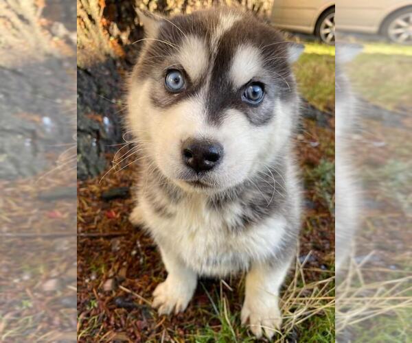 Medium Photo #1 Siberian Husky Puppy For Sale in TACOMA, WA, USA