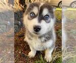 Small Photo #1 Siberian Husky Puppy For Sale in TACOMA, WA, USA