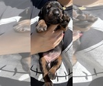Puppy Puppy 3 Doberman Pinscher