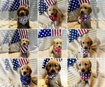 Image preview for Ad Listing. Nickname: Litter of 6