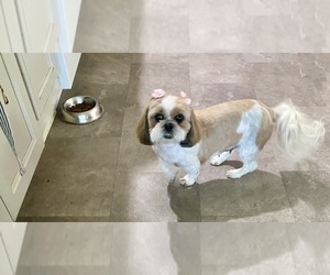 Shih Tzu Dogs for adoption in KETTLE FALLS, WA, USA