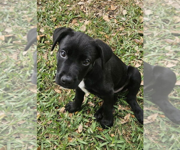 Medium Photo #2 Labrottie Puppy For Sale in Lakewood, CO, USA