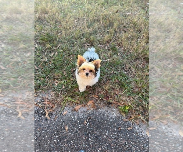 Medium Photo #4 Yorkshire Terrier Puppy For Sale in SAINT PETERSBURG, FL, USA