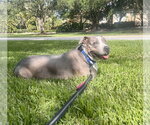 Small Photo #2 Staffordshire Bull Terrier-Unknown Mix Puppy For Sale in Marathon, FL, USA