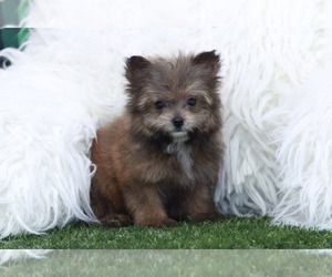 Pom-A-Poo Puppy for sale in MARIETTA, GA, USA