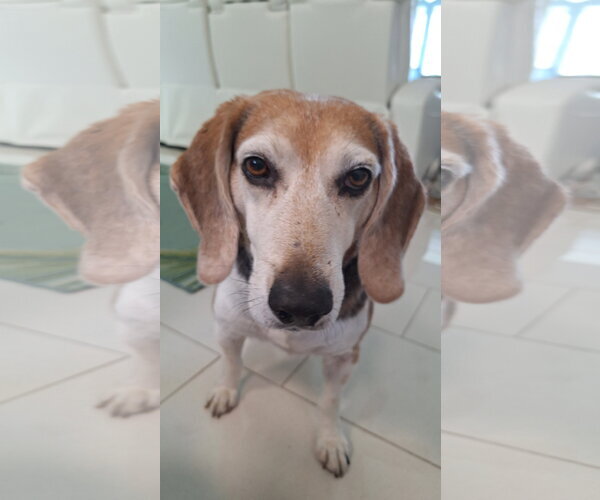 Medium Photo #3 Beagle Puppy For Sale in Tampa, FL, USA