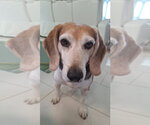 Small #2 Beagle