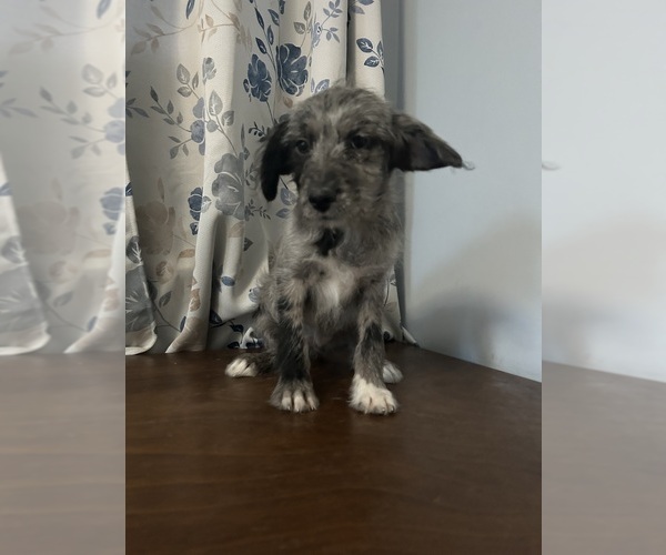 Medium Photo #3 Cockapoo (Miniature) Puppy For Sale in DURHAM, CT, USA