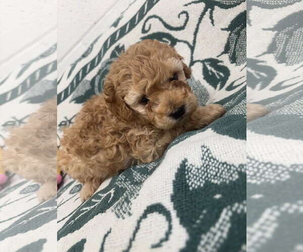 Medium Photo #2 Poodle (Miniature) Puppy For Sale in York, SC, USA