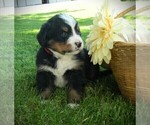 Puppy Duffy Bernese Mountain Dog