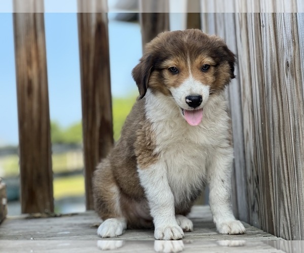 Medium Photo #1 Border-Aussie Puppy For Sale in CONVERSE, IN, USA