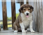 Small Photo #1 Border-Aussie Puppy For Sale in CONVERSE, IN, USA