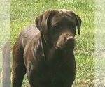 Small Photo #1 Labrador Retriever Puppy For Sale in BARNEVELD, WI, USA