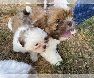 Shih Tzu Puppy for Sale in VENETA, Oregon USA