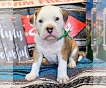 Puppy Green Collar Alapaha Blue Blood Bulldog