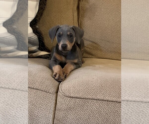 Medium Photo #1 Doberman Pinscher Puppy For Sale in CABOT, AR, USA