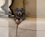 Small Photo #1 Doberman Pinscher Puppy For Sale in CABOT, AR, USA
