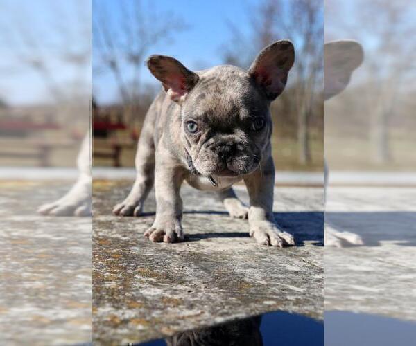 Medium Photo #3 French Bulldog Puppy For Sale in ERIAL, NJ, USA