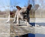Small #2 French Bulldog